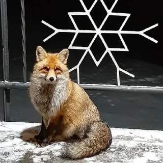 ❄
