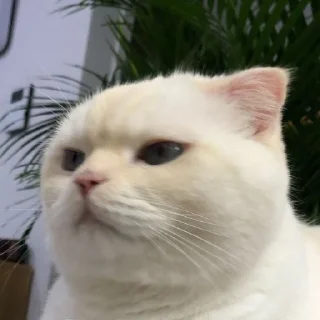 🗿