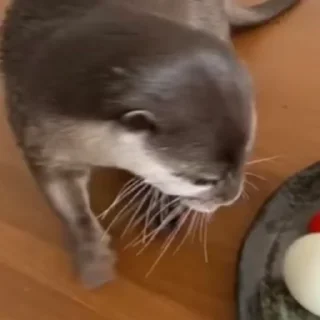 🥚