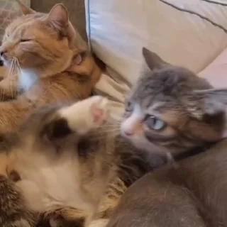 👊