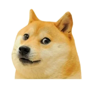 🐶