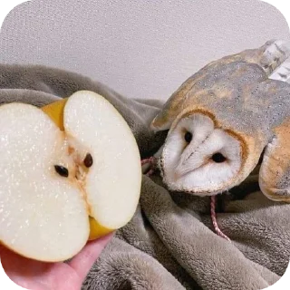 🦉