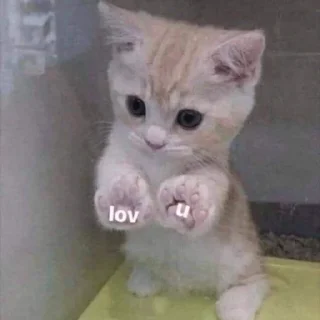 🐈