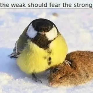 🥶