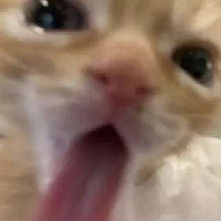 Котята от Дяди Рана @ran_eblan_com