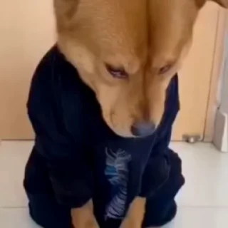 🌟