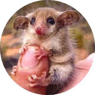 🐹
