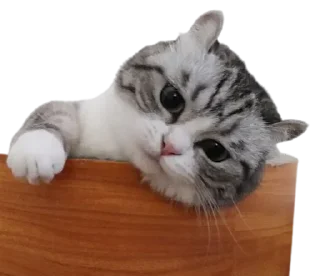 😺