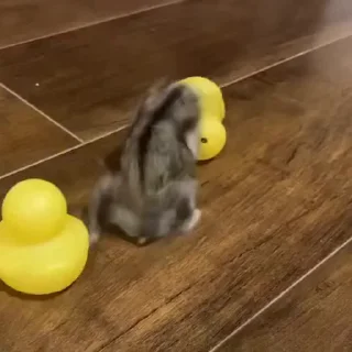 🐭