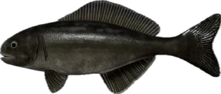 🐟