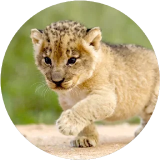🐯