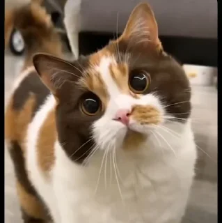 🤩