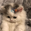 котейки<3
