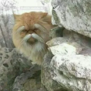 😺