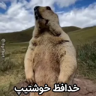 🦫