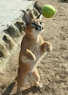 🎾