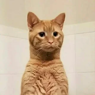 🐈