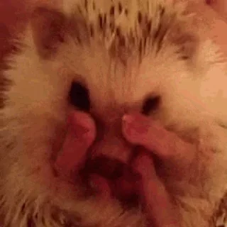 🦔