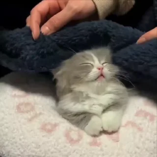 🌟