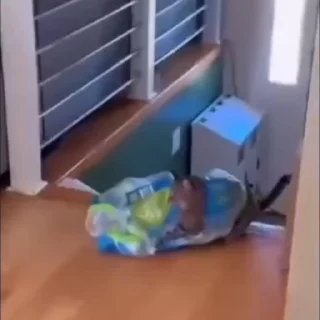 🐈