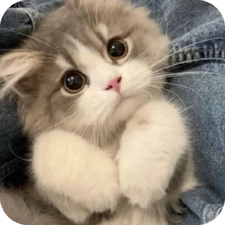 🐱
