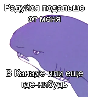 🦈
