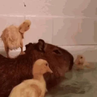 🦆
