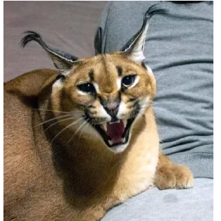 🤬