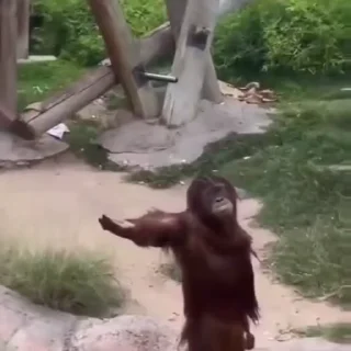 🐒