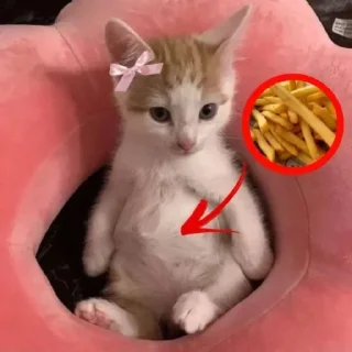 🐾