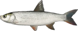 🐟