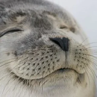 🦭