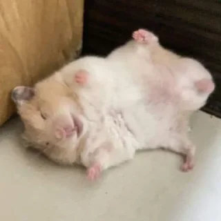 🤣