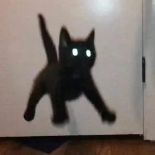 🐈