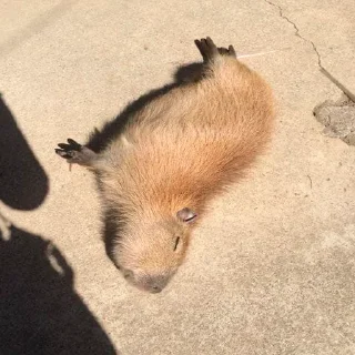 😴