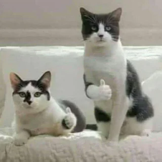 👌