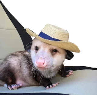 👒
