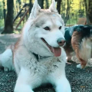 🌟