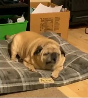 🌟