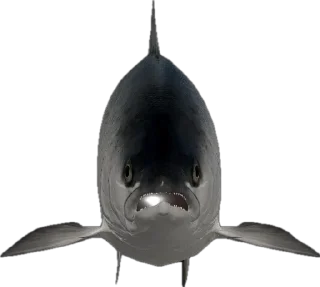 🎣