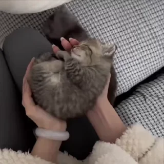 🌟