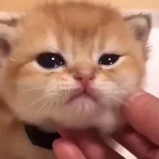 🥺