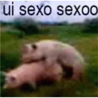 🐷