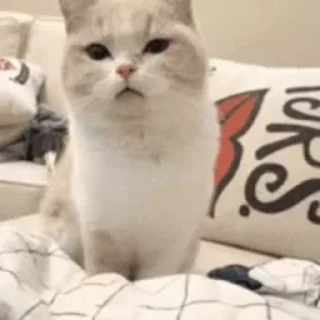 🐾