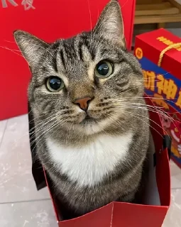 🌟