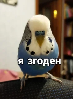 🐦