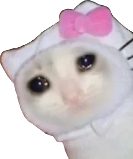 😿