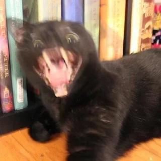 🤪