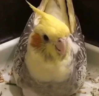 😧