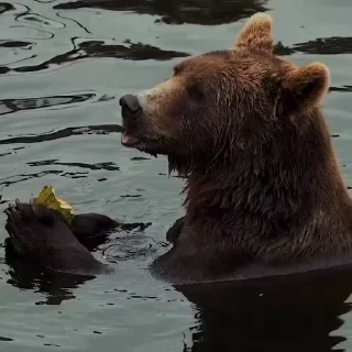 🤩